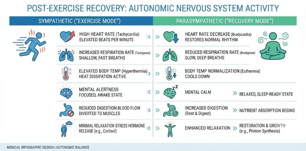 Illustration showing sympathetic and parasympathetic nervous system activity after exercise.